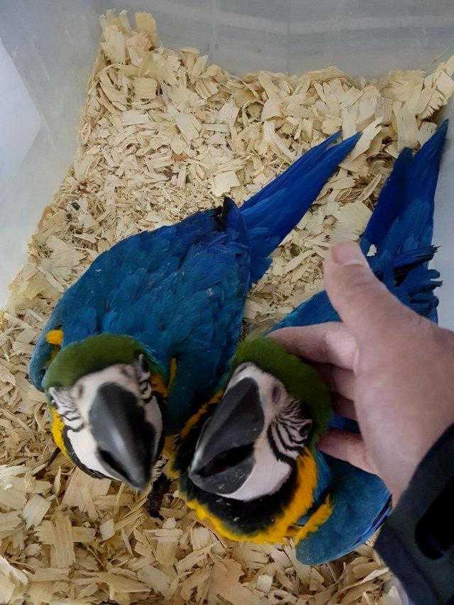 Pieejami zili un zeltaini ara papagaiļi