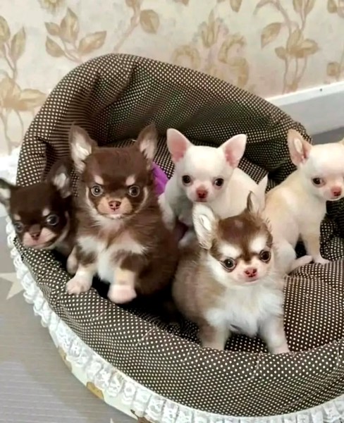 Pārdošanā Kennel Club reģistrēti čivavas