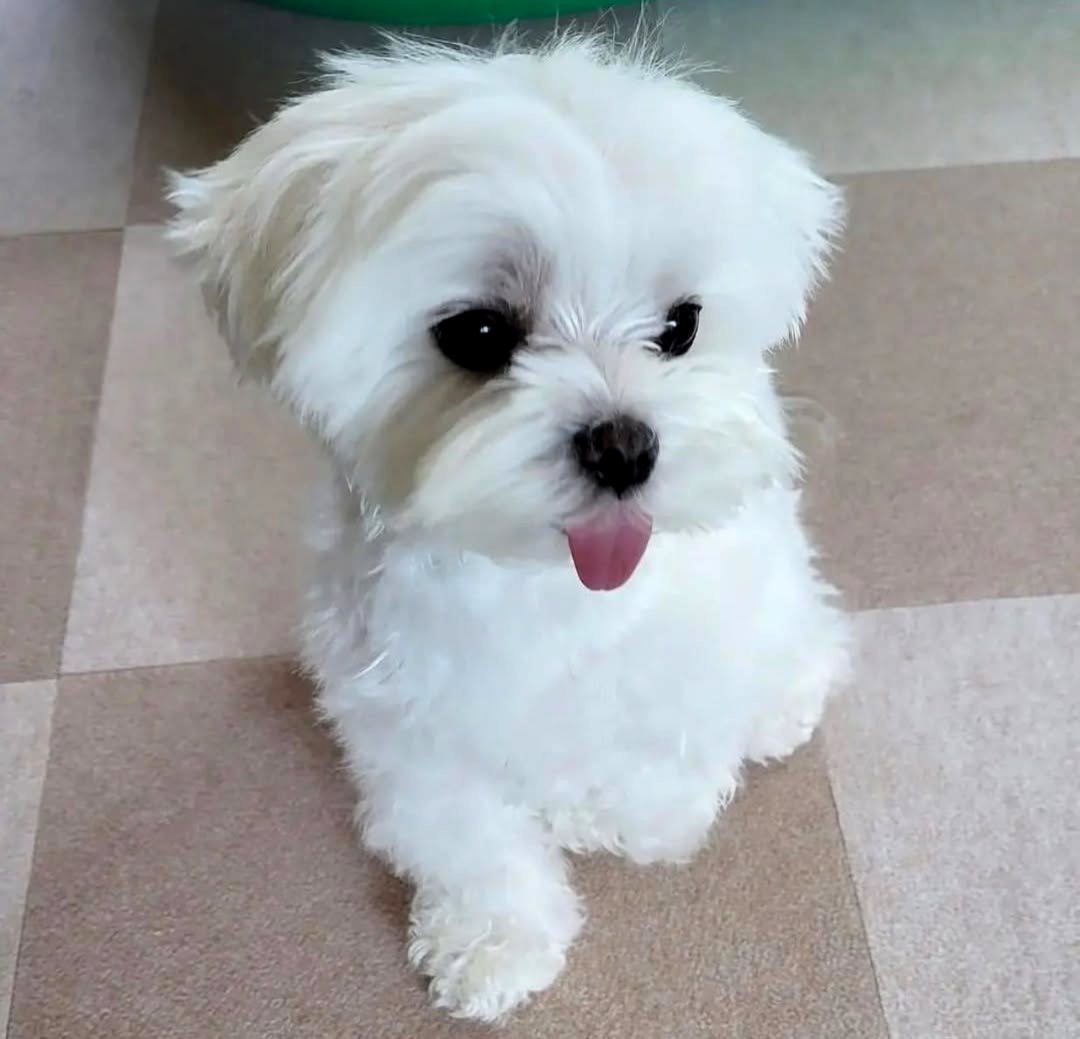 Maltese puppies.  Business WhatsApp: +4915781334108