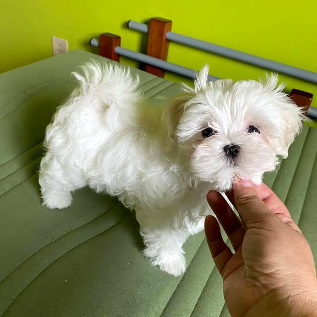 Maltese puppies.  Business WhatsApp: +4915781334108