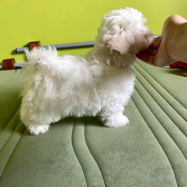 Maltese puppies.  Business WhatsApp: +4915781334108