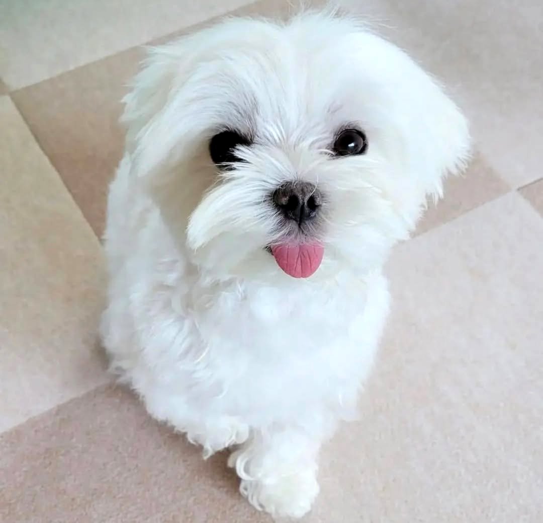 Maltese puppies.  Business WhatsApp: +4915781334108