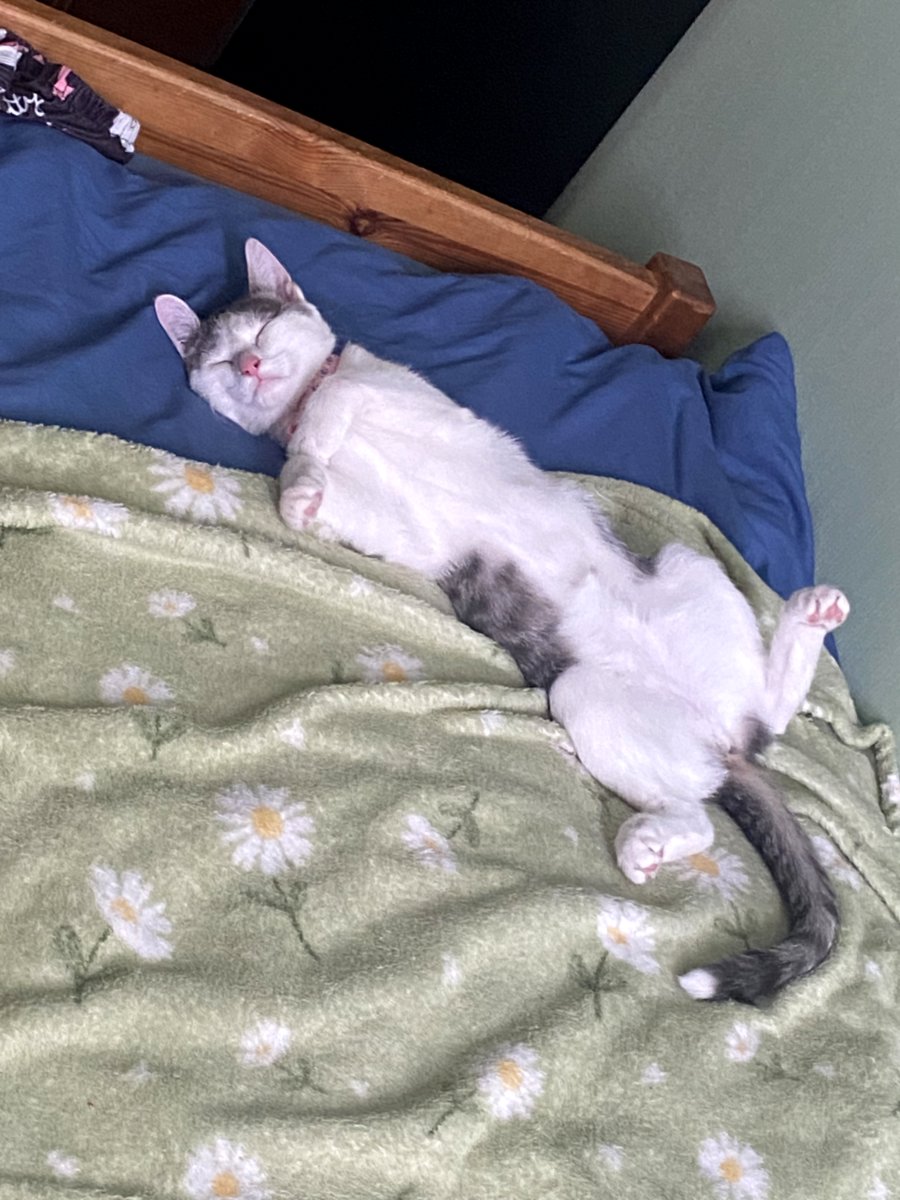 Продаётся кошка