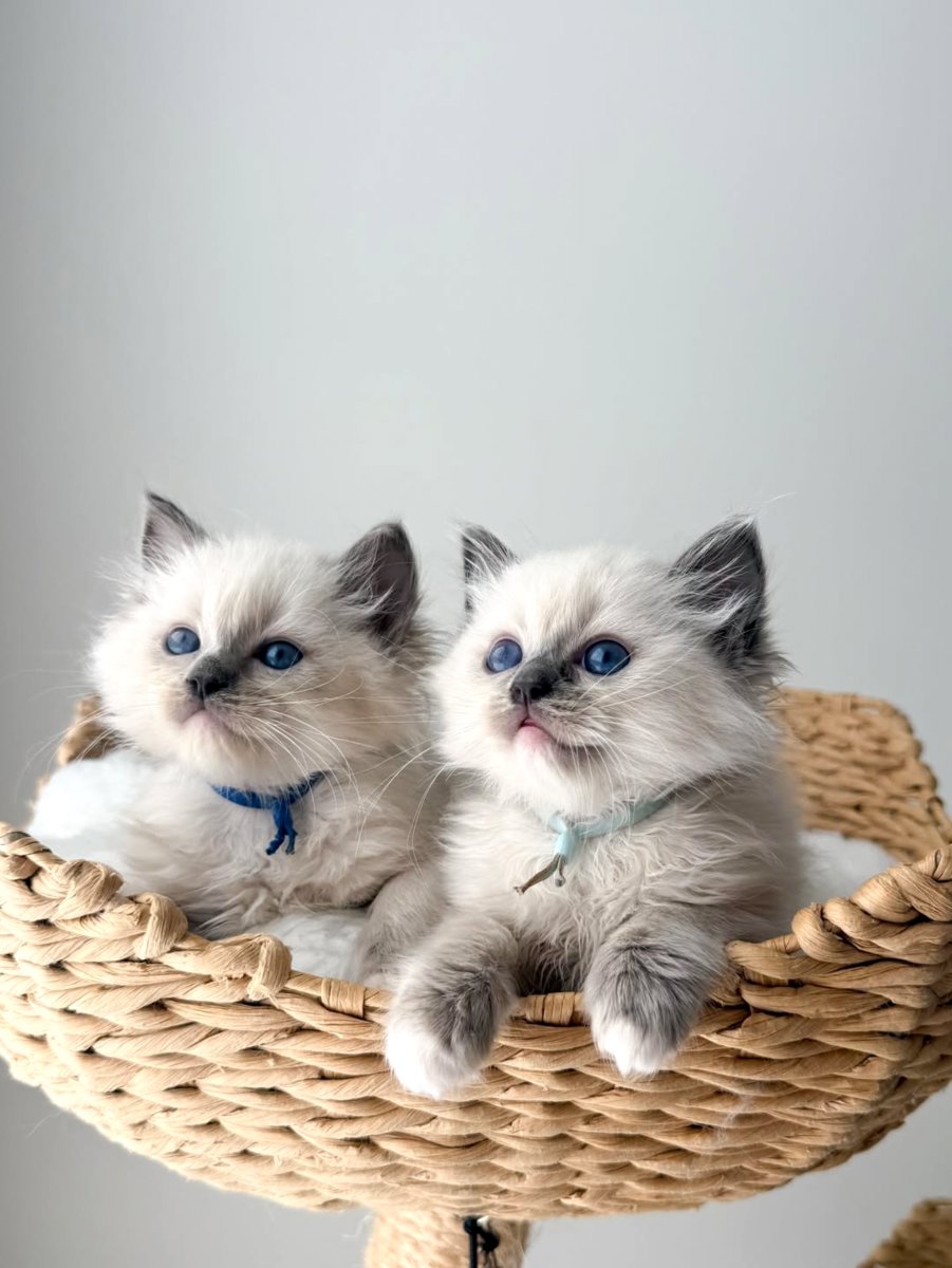 Ragdoll šķirnes kaķēni
