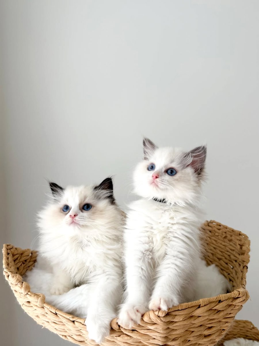 Ragdoll šķirnes kaķēni