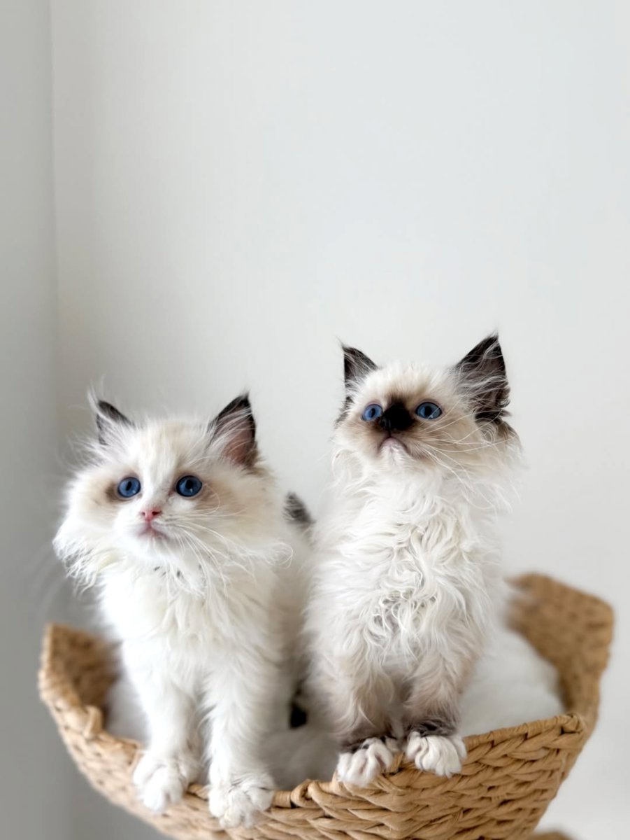 Ragdoll šķirnes kaķēni