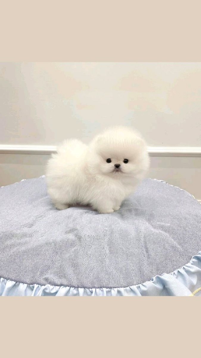 Toypom kucēni