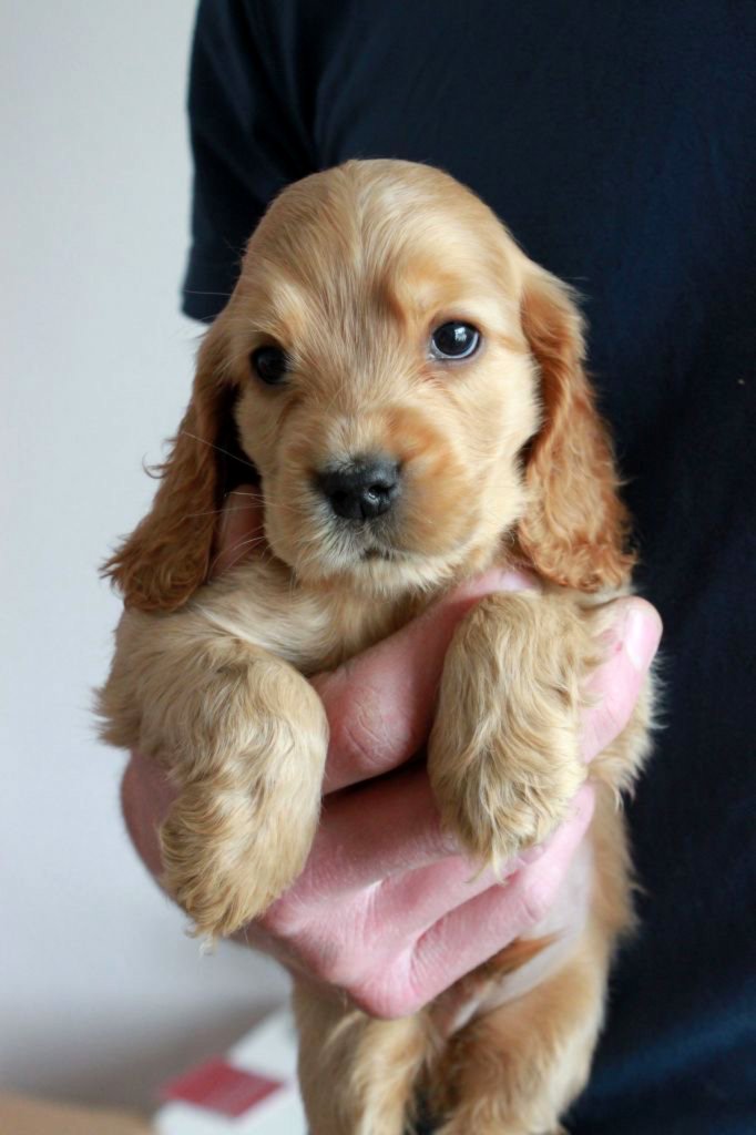 Pārdod kokerspanielu kucēnus Sveiki! Piedāvāju skaistus, 