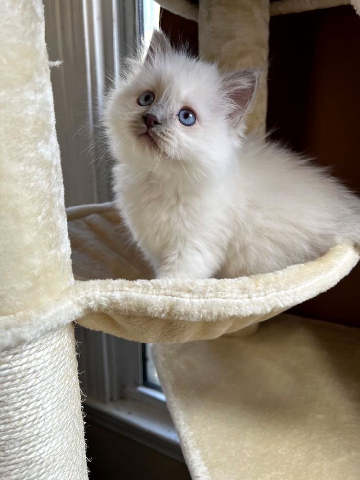 Ragdoll šķirnes kaķēni