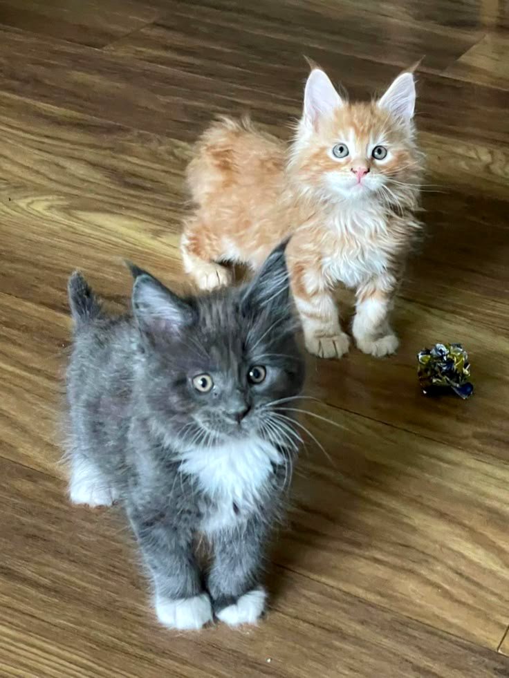 Pieejami divi burvīgi Meinas pavalstnieku (Maine Coon) kaķēni.