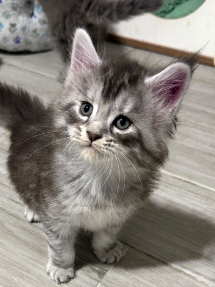 Pieejami divi burvīgi Meinas pavalstnieku (Maine Coon) kaķēni.