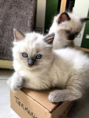 Ragdoll šķirnes kaķēni