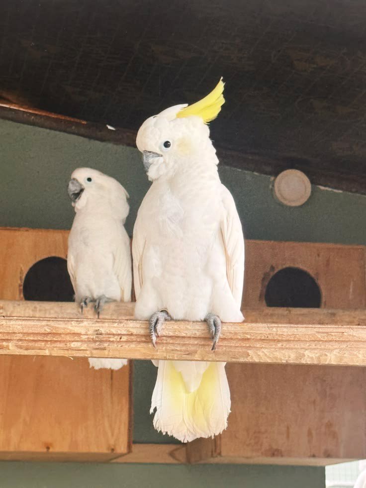 Pārdod baltos cekulkakadu (Umbrella Cockatoo)