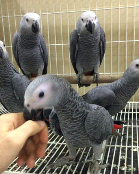 Augstākās kvalitātes Āfrikas pelēkie papagaiļi (žako).