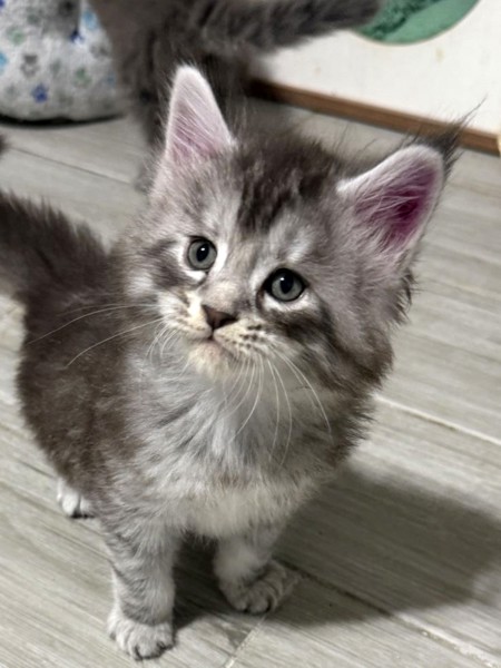 Pieejami divi burvīgi Meinas pavalstnieku (Maine Coon) kaķēni.