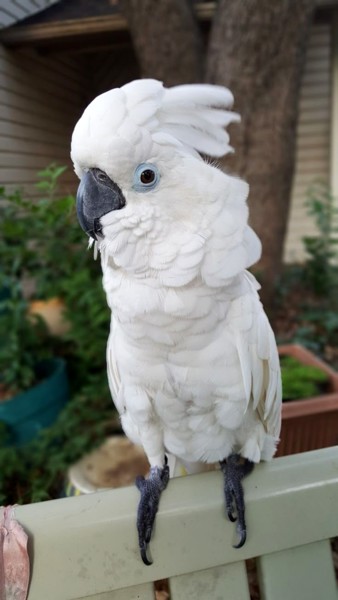 Pārdod baltos cekulkakadu (Umbrella Cockatoo)