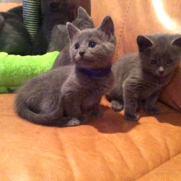 Russian Blue kittens