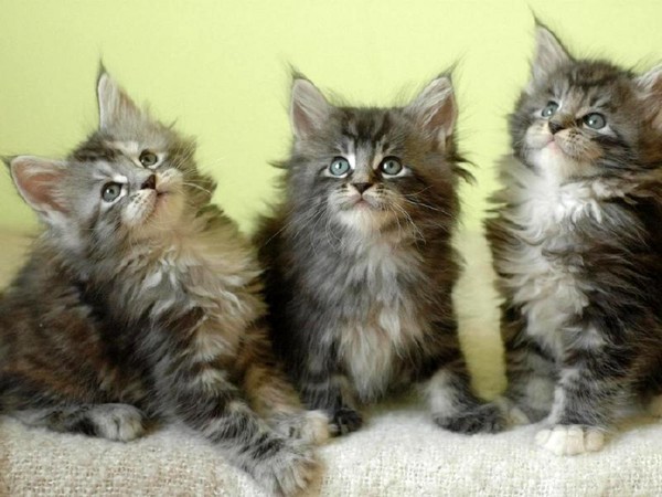 Maine coon kittens
