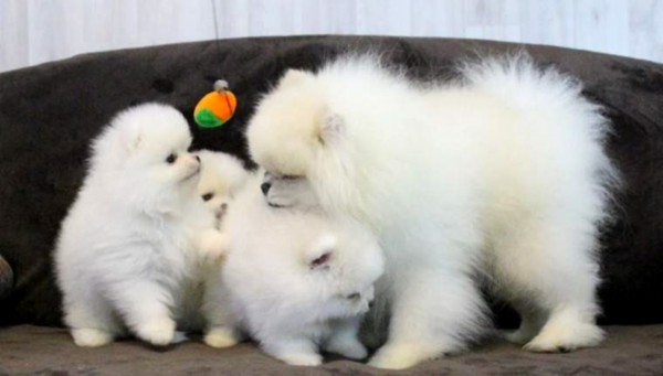beautiful White Pomeranians puppies
