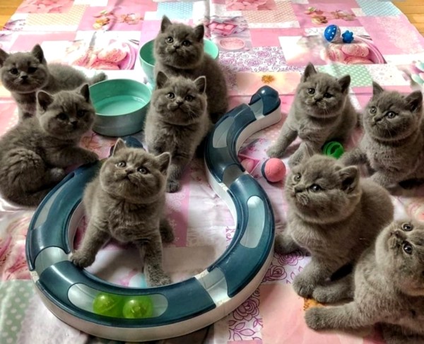 British Shorthair Kitten Available