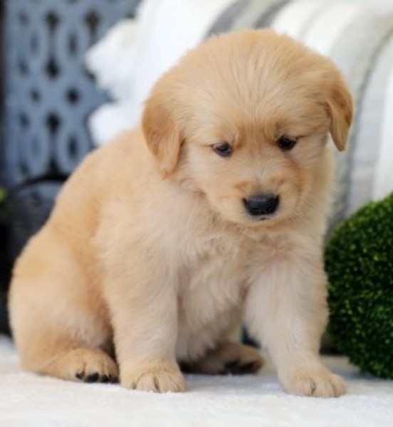 Beautiful Golden retriever puppies