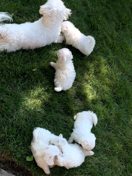 Beautiful full breed Maltese puppies
