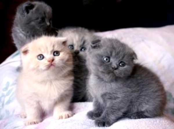 Scottish Fold kittens