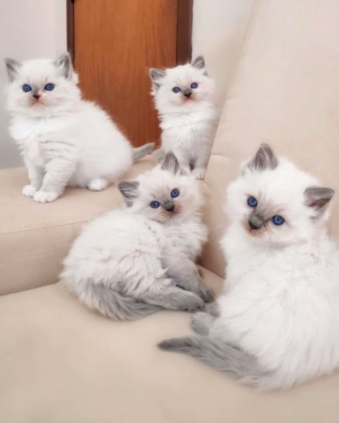  Ragdoll Available kittens: