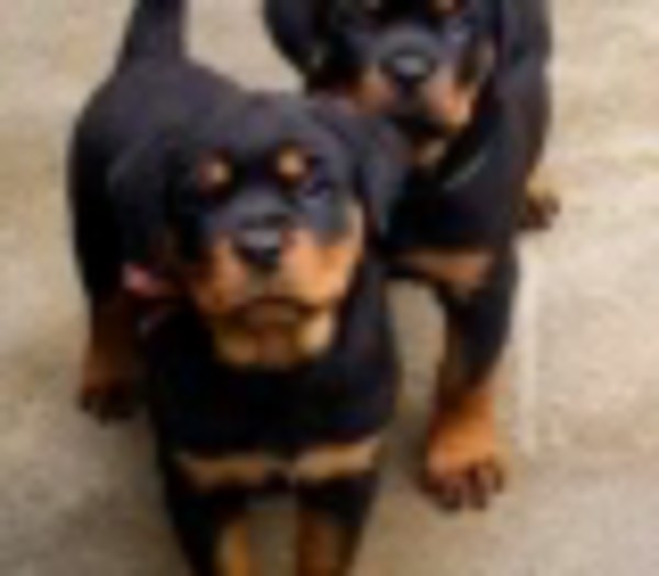 Registered Rottweiler Puppies