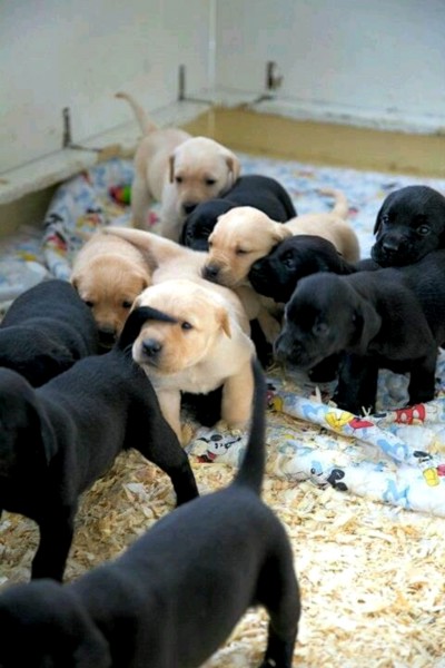LABRADOR PUPPIES FOR SALE 
