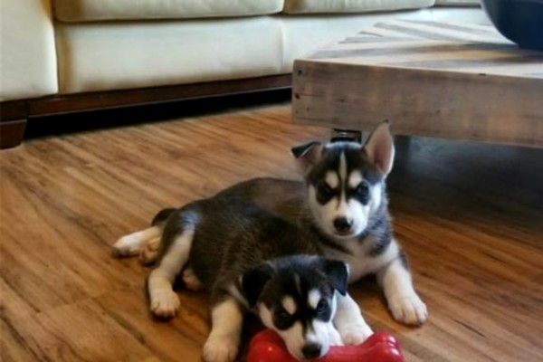 siberian Husky puppies