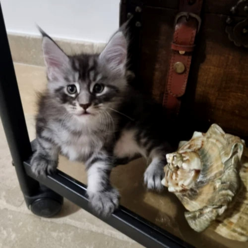 Прекрасные, игривые котята породы мейн-кун