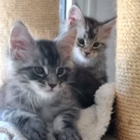 Прекрасные, игривые котята породы мейн-кун