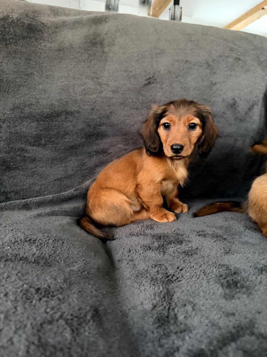 Длинношерстная такса (стандартная)