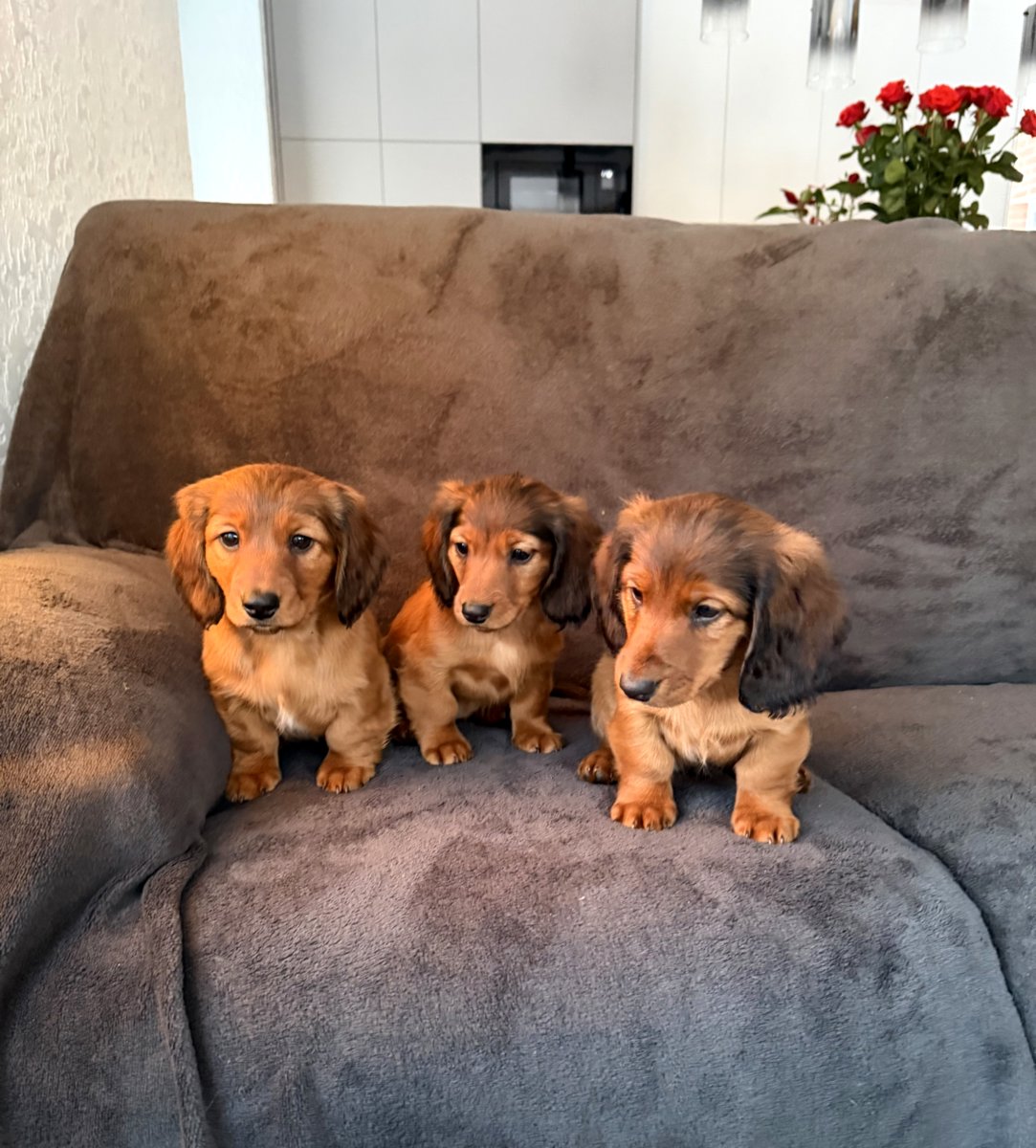 Длинношерстная такса (стандартная)