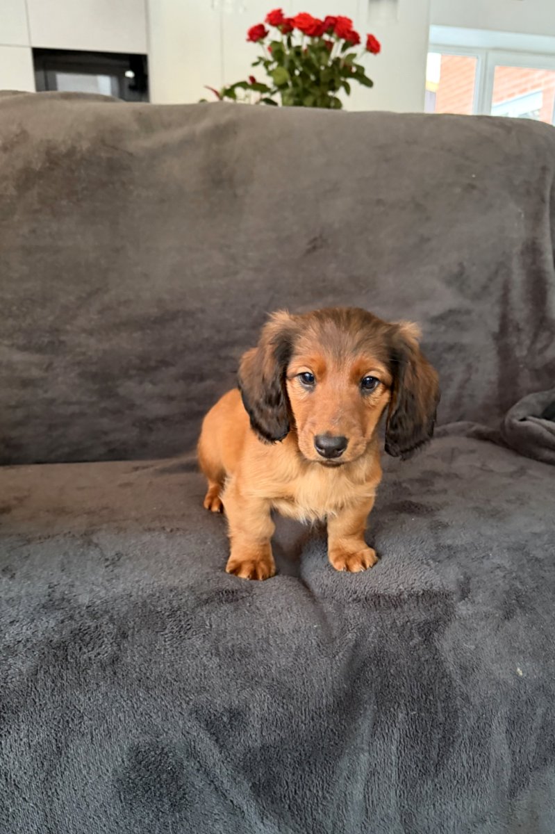 Длинношерстная такса (стандартная)