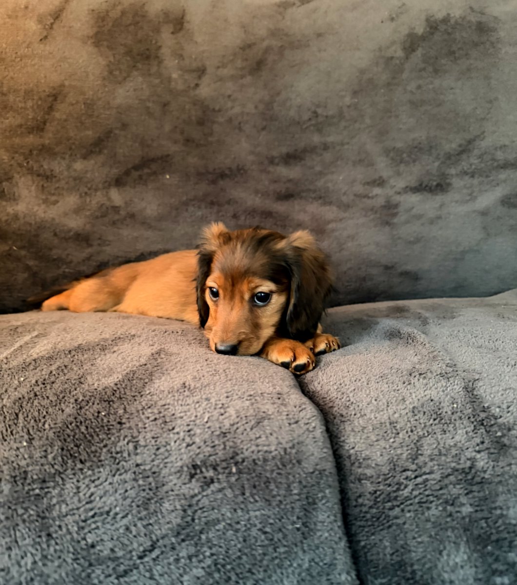 Длинношерстная такса (стандартная)