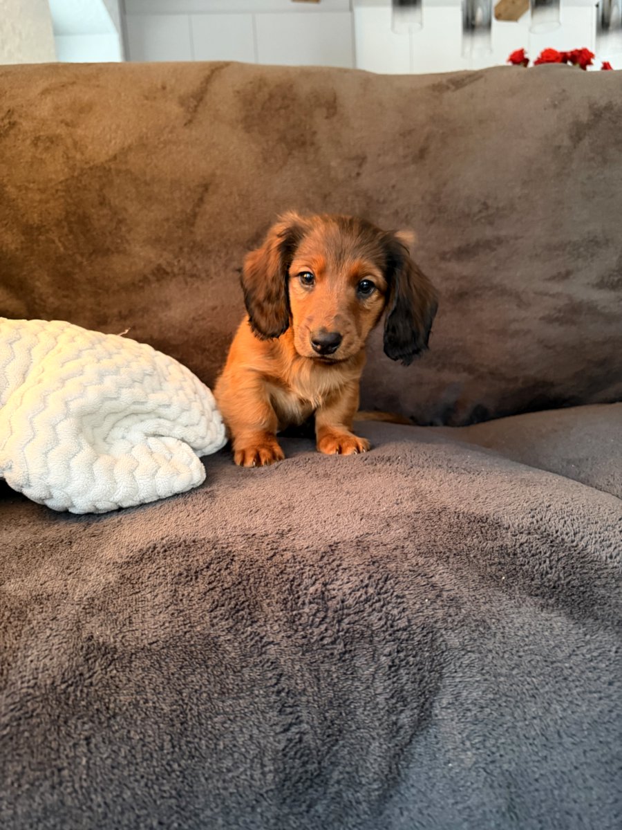 Длинношерстная такса (стандартная)