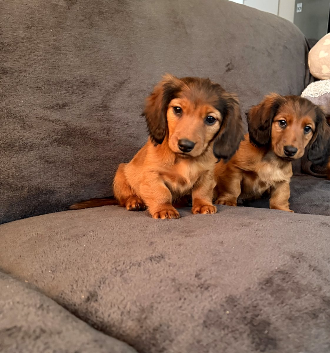 Длинношерстная такса (стандартная)