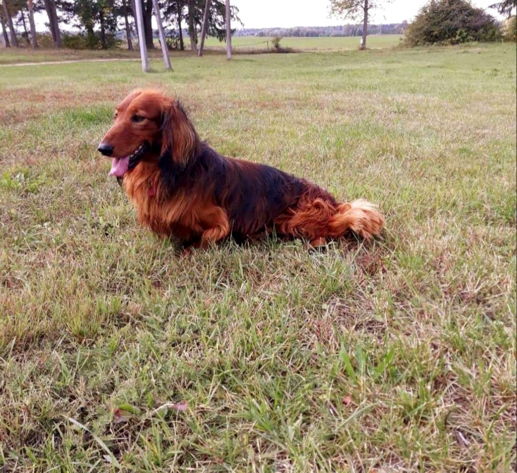 Длинношерстная такса (стандартная)