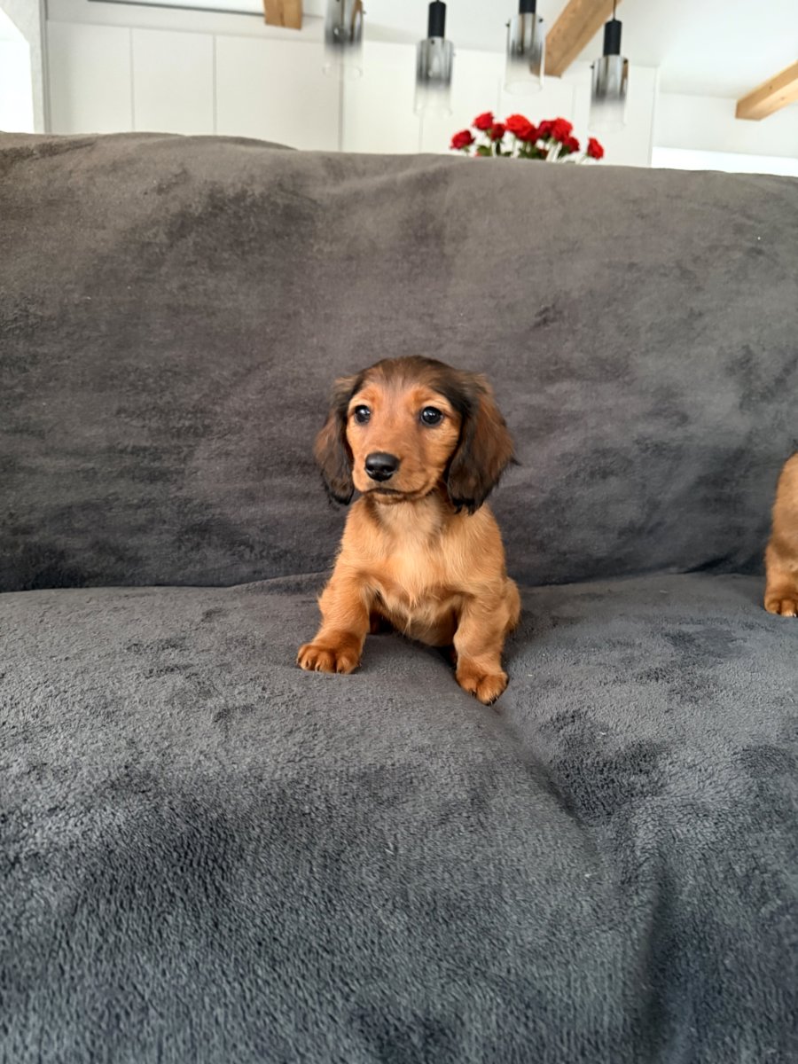 Длинношерстная такса (стандартная)