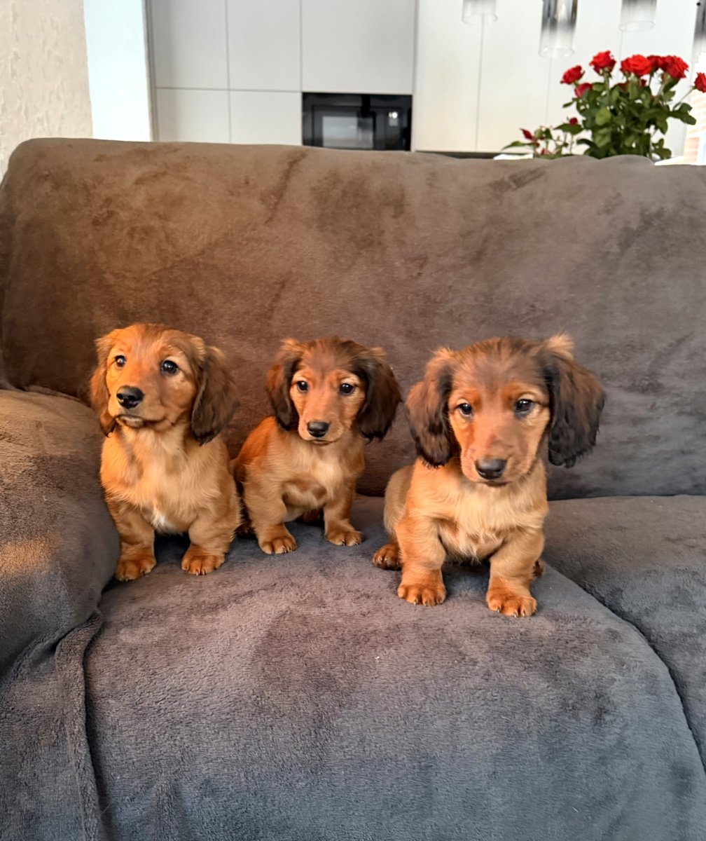 Длинношерстная такса (стандартная)