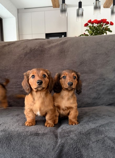 Длинношерстная такса (стандартная)