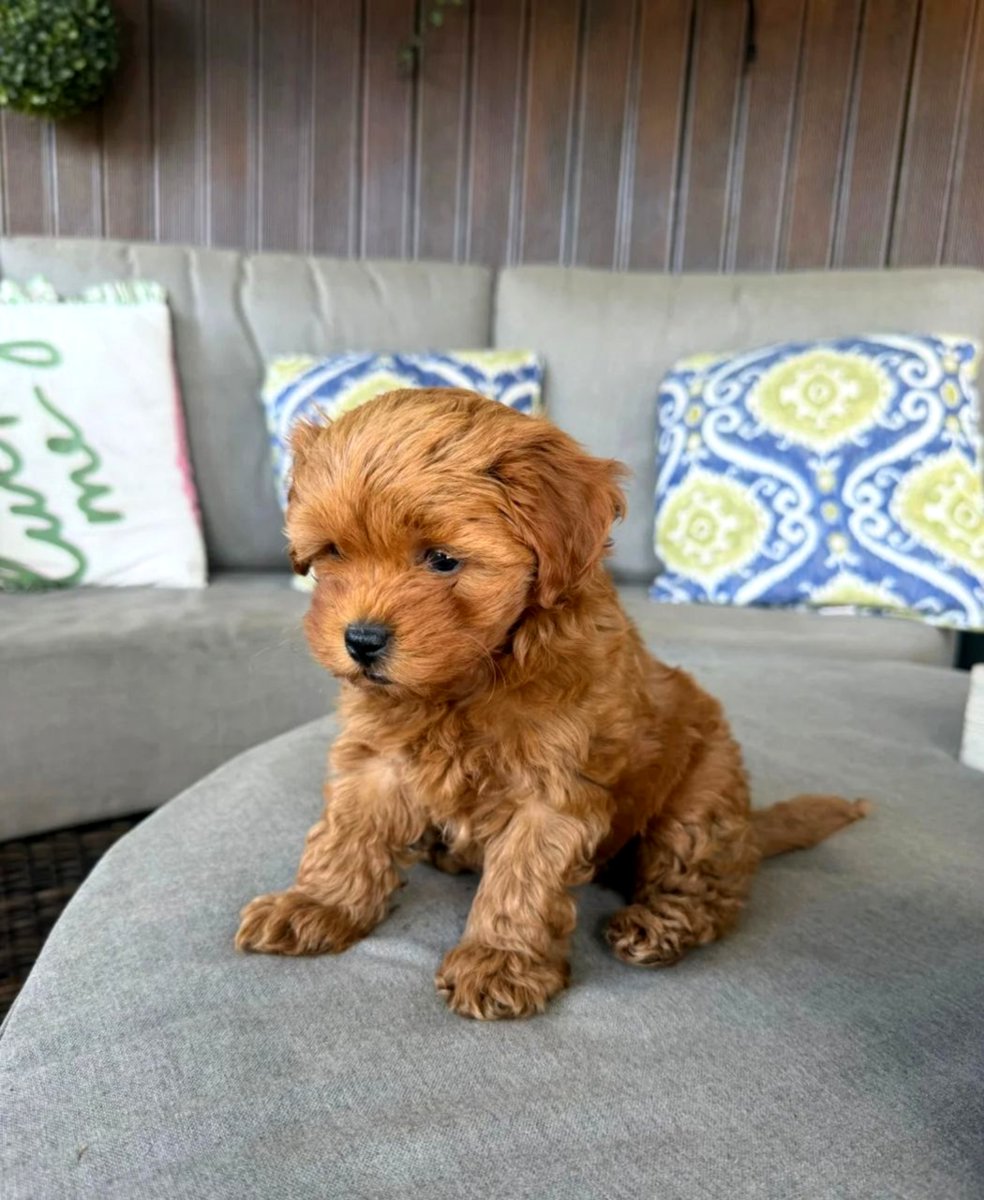 Adorable Maltipoo Babies