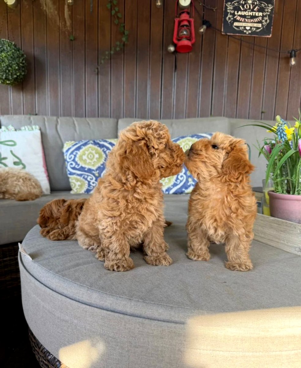 Adorable Maltipoo Babies