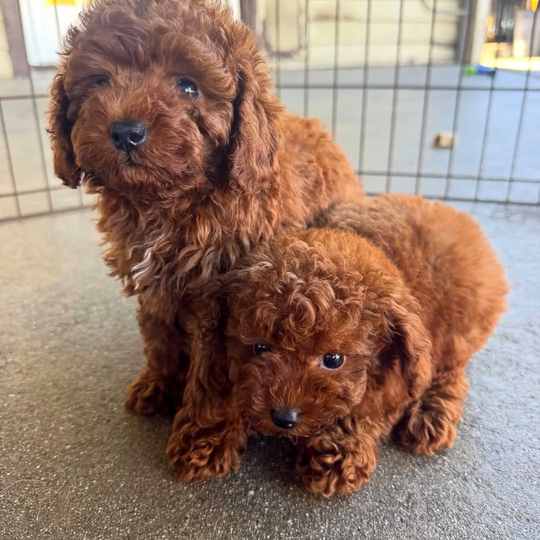 Adorable Toy Poodle Puppies.