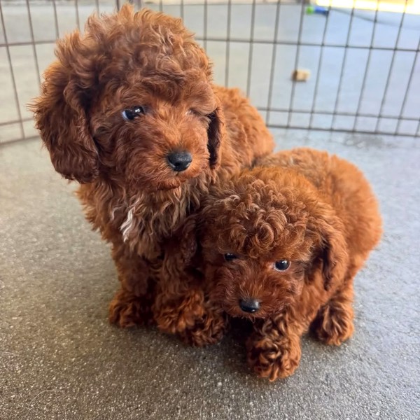 Adorable Toy Poodle Puppies.