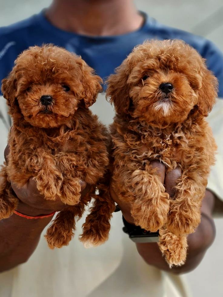 Adorable Toy Poodle Puppies.