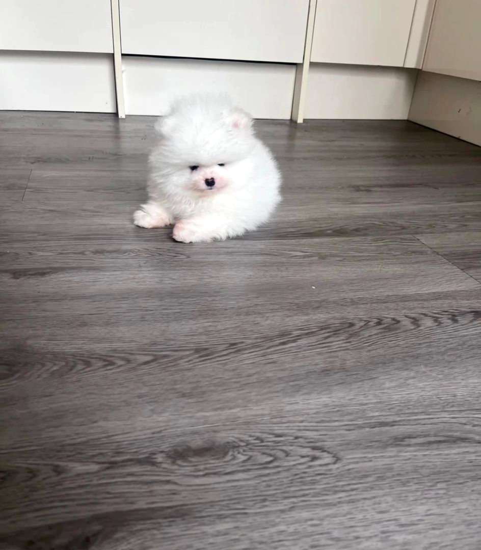 High Quality Pomeraniann Puppies