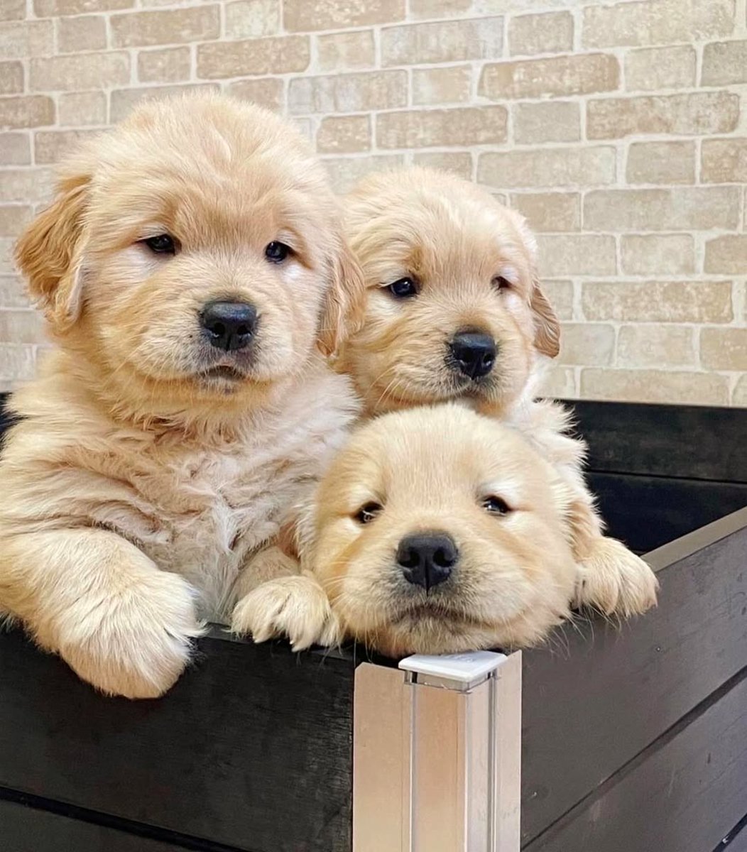 Golden Retriever puppies.